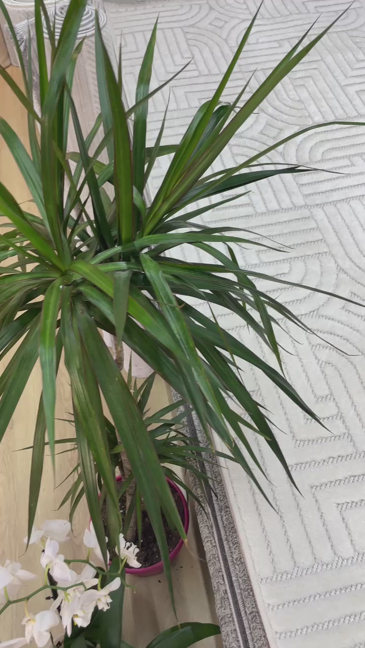 TRENDO 001 BEYAZ DEKORATİF HALI✂️