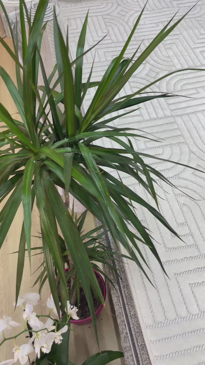 TRENDO 001 BEYAZ DEKORATİF HALI✂️